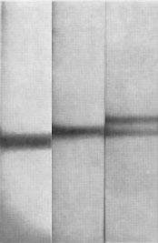 Density gradient centrifugation bands of DNA from the Meselson-Stahl experiment, a heavy band at generation zero, a single intermediate band at generation one, and two bands at generation two