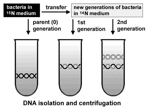 Meselson-Stahl setup: bacteria grown in heavy 15N medium are transferred to light 14N medium, and DNA from the parent, first and second generations is isolated and centrifuged in a density gradient