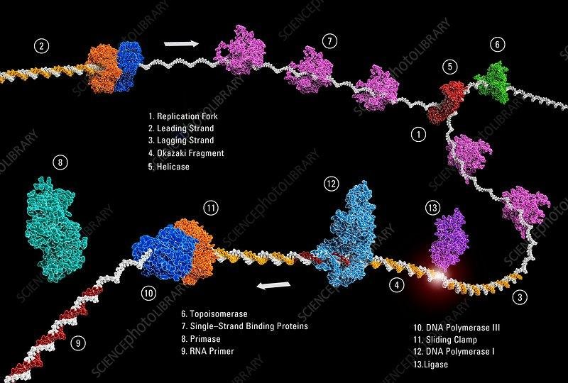 Numbered replisome model: 1 replication fork, 2 leading strand, 3 lagging strand, 4 Okazaki fragment, 5 helicase, 6 topoisomerase, 7 single-strand binding proteins, 8 primase, 9 RNA primer, 10 DNA polymerase III, 11 sliding clamp, 12 DNA polymerase I, 13 ligase