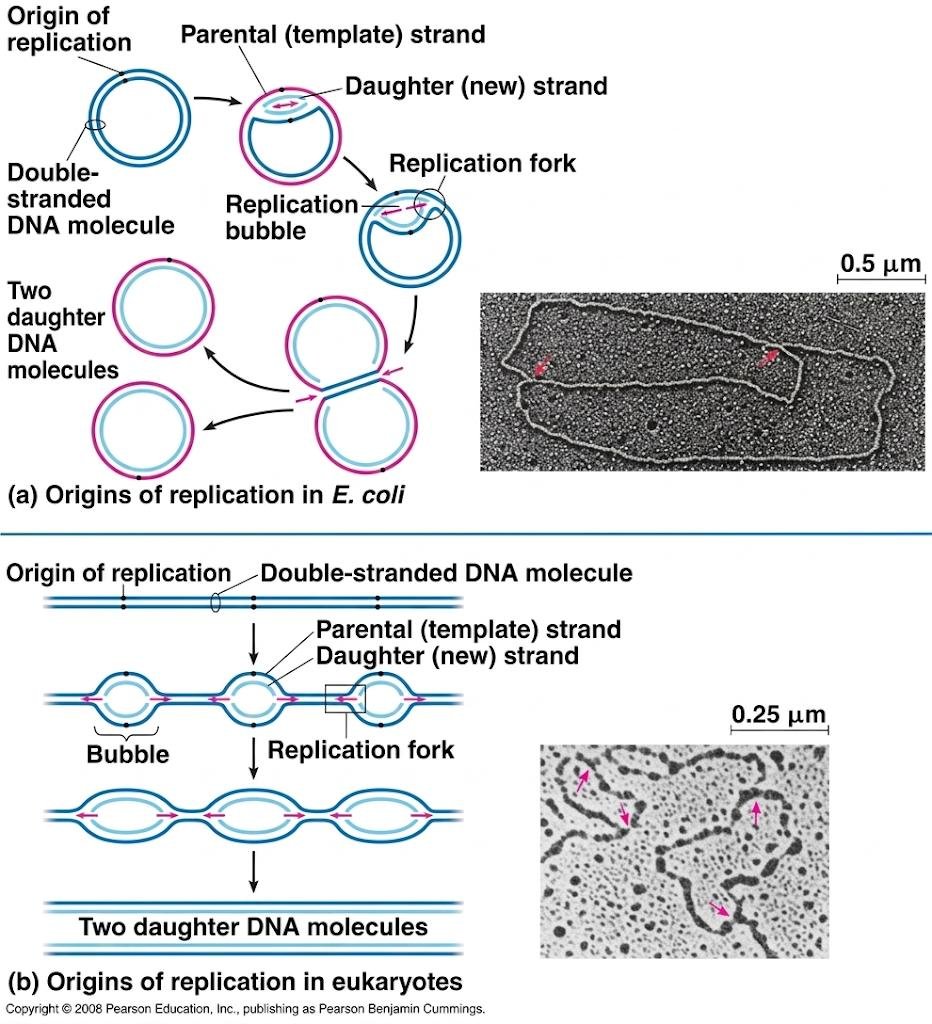 Bubble mode of replication in a circular E. coli chromosome and in a linear eukaryotic chromosome, showing the origin opening into a widening replication bubble with two daughter molecules resulting