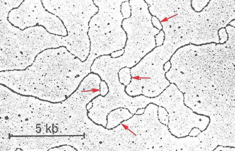 Electron micrograph of a stretch of chromosomal DNA with several separate replication bubbles, arrowed, showing multiple replicons firing along one molecule