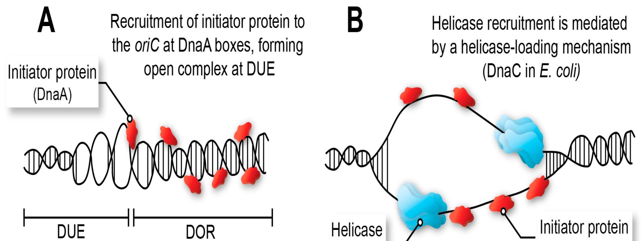 Initiator protein DnaA recruited to oriC at DnaA boxes forms an open complex at the DNA unwinding element, then mediates helicase recruitment by a helicase loading protein, DnaC in E. coli