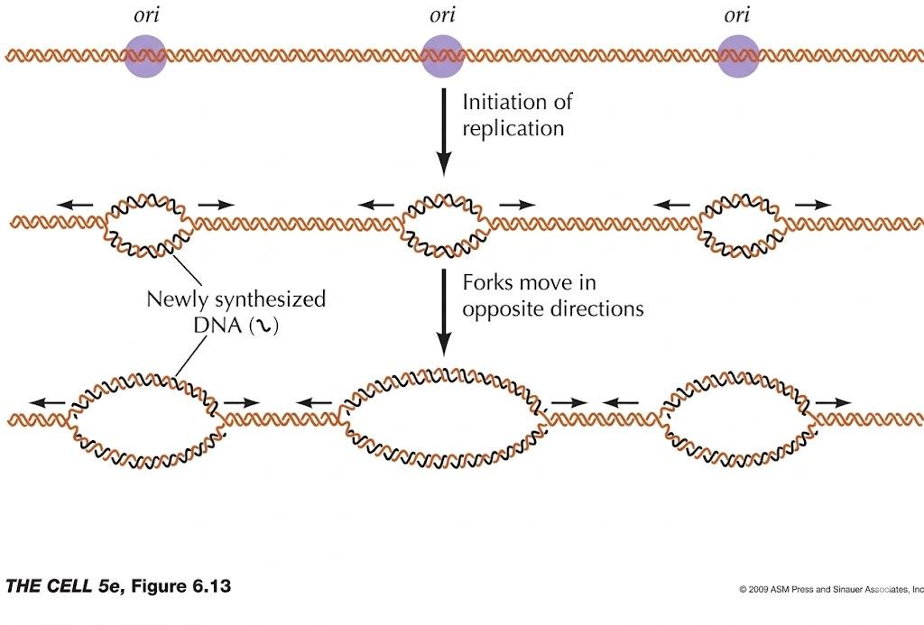 Three origins on a chromosome each initiate replication and open into a bubble of newly synthesised DNA, with forks at each origin moving outward in opposite directions