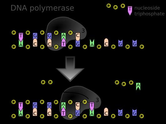 DNA polymerase selecting and adding a nucleoside triphosphate, here a T, to the growing strand opposite its complementary base on the template