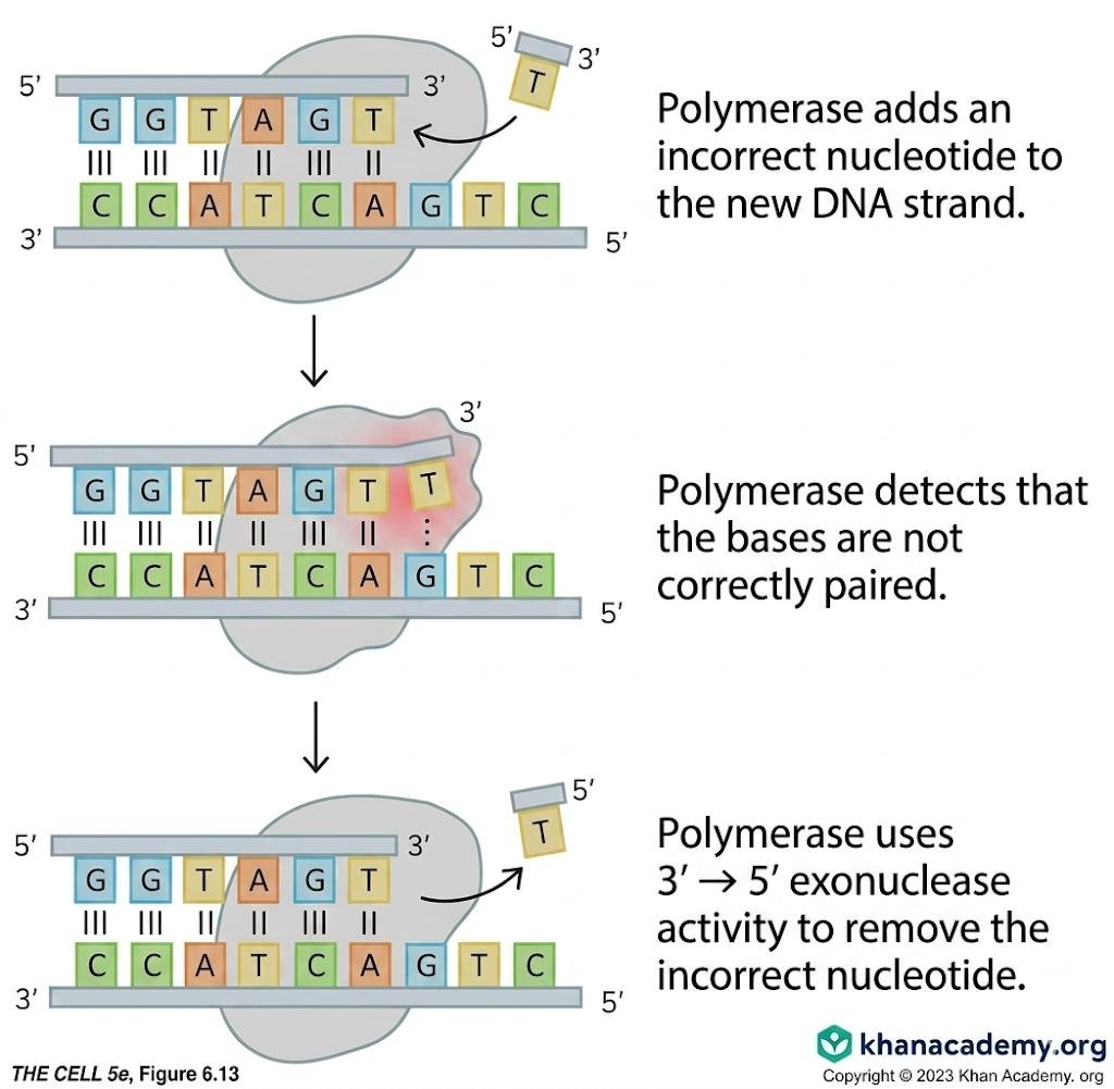 Three-panel proofreading sequence: polymerase adds an incorrect nucleotide, detects the mispaired bases, then uses 3' to 5' exonuclease activity to remove the wrong nucleotide