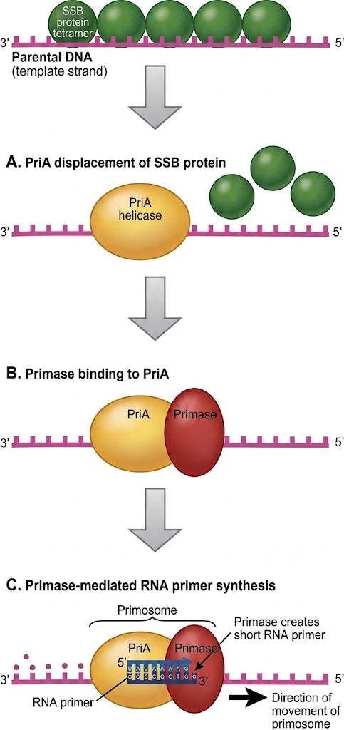 Primosome assembly on parental DNA: PriA helicase displaces SSB protein, primase binds to PriA, and the primase-mediated primosome synthesises a short RNA primer as it moves along the strand