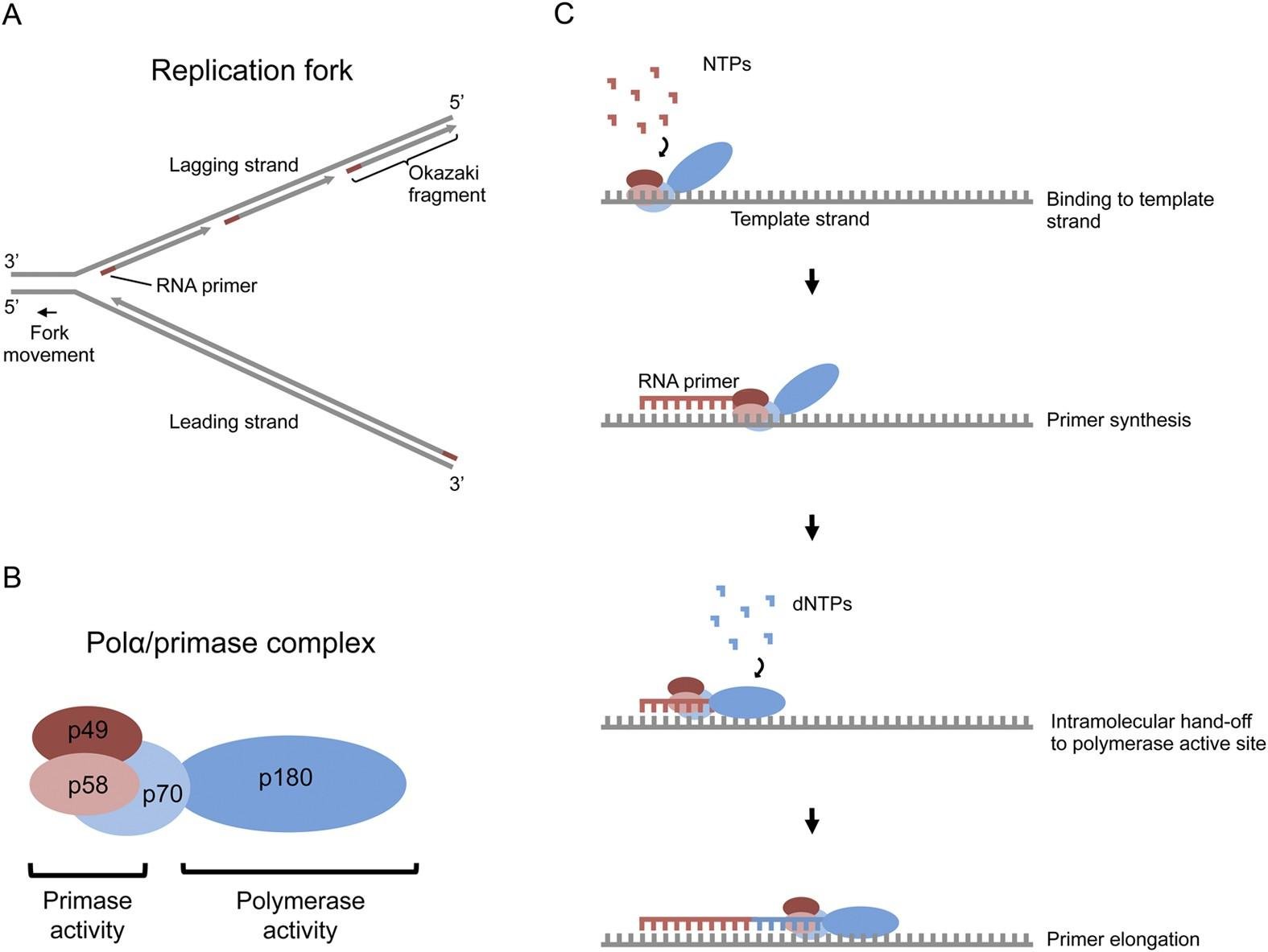 Pol alpha or primase complex made of subunits p49, p58, p70 and p180, with p49 and p58 giving primase activity and p70 with p180 giving polymerase activity, alongside a replication fork with leading strand, lagging strand and Okazaki fragment labelled
