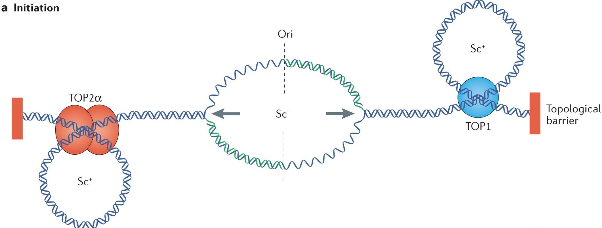 TOP2alpha relieves positive supercoiling on one side of an origin while TOP1 relieves it on the other side near a topological barrier, with positive and negative supercoiling marked Sc+ and Sc-
