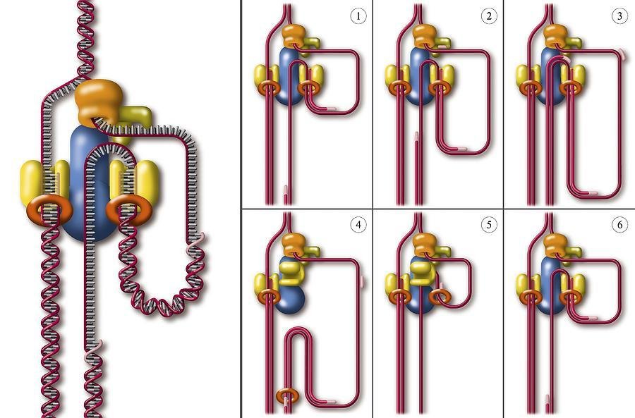 Trombone model of the lagging strand: six numbered panels show the lagging strand template looping through the replisome as an Okazaki fragment is made, then the loop resetting for the next fragment
