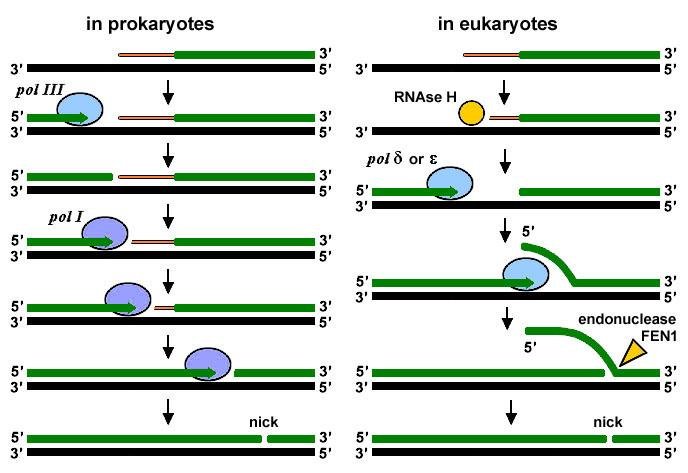 Primer removal compared: in prokaryotes pol III stops and pol I extends and digests the primer to leave a nick, in eukaryotes RNase H trims the primer, pol delta or epsilon displaces a flap, and endonuclease FEN1 cuts it before a nick remains