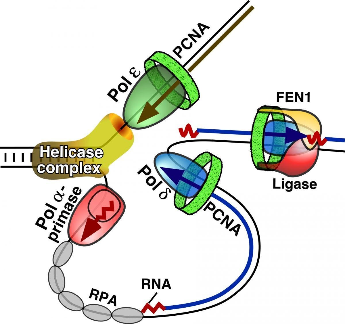Assembled eukaryotic replisome showing RPA coating the single-stranded lagging strand template alongside the Pol alpha-primase complex, helicase complex, and pol epsilon and pol delta with PCNA