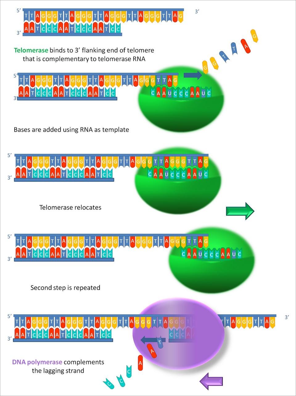 Telomerase mechanism step by step: telomerase binds the 3' overhang using its RNA as template, adds telomere repeat bases, relocates and repeats, then DNA polymerase completes the complementary lagging strand