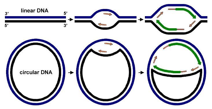 Linear DNA replicating leaves a gap where the terminal primer sat and produces a shortened strand, while circular DNA replicating the same way completes its full sequence without any gap