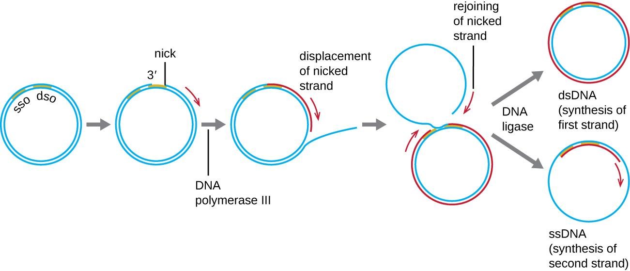 Rolling circle products: after the nick, DNA polymerase III displaces the cut strand, which is rejoined by ligase into either a double-stranded circle or, once its complementary strand is copied, a second circle