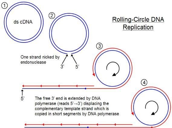 Rolling circle replication in four numbered stages: one strand of a double-stranded circle is nicked by an endonuclease, then DNA polymerase extends the free 3' end, displacing the nicked strand as a long tail