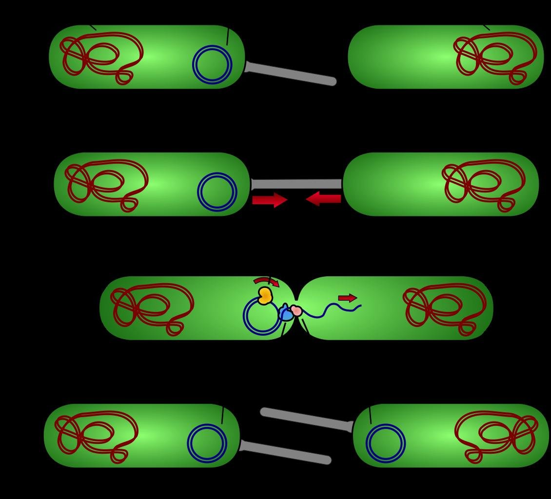 An F-plus bacterial cell with its free F-factor forms a conjugation bridge to an F-minus cell and transfers a copy of the F-factor across it