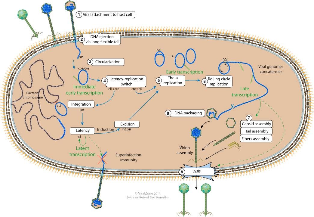 Bacteriophage lambda cycle showing circularisation of the injected genome, then theta replication switching to rolling circle replication that produces a concatemer of viral genomes for packaging