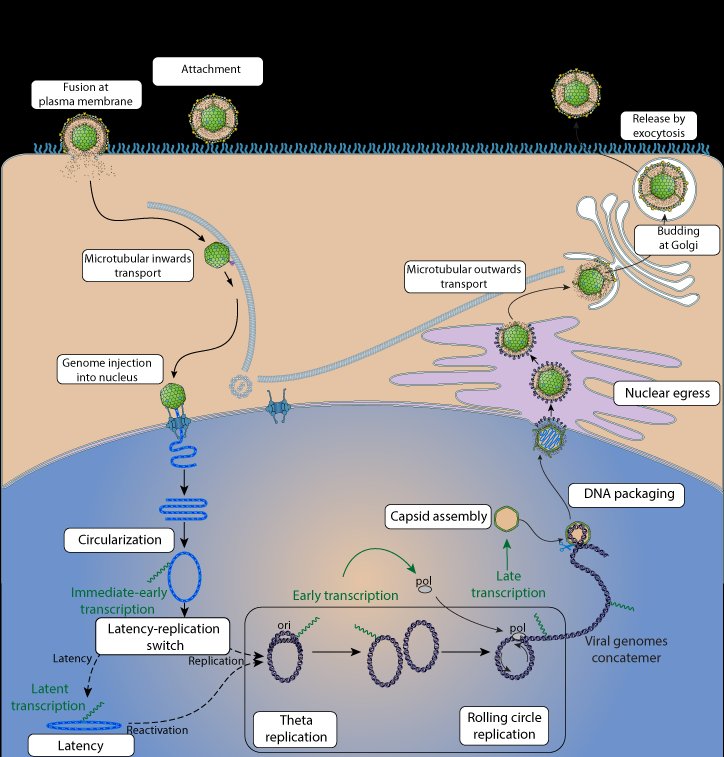 Herpesvirus cycle showing genome circularisation in the nucleus, theta replication switching to rolling circle replication, and the resulting concatemer being packaged into new capsids