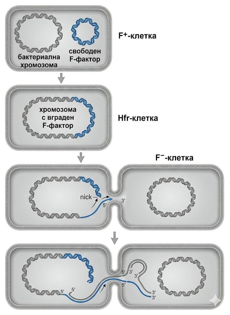 F-factor conjugation stages: a free F-factor in an F-plus cell, an Hfr cell with the F-factor integrated into the chromosome, then a nick and transfer of chromosomal DNA through the bridge into the F-minus cell