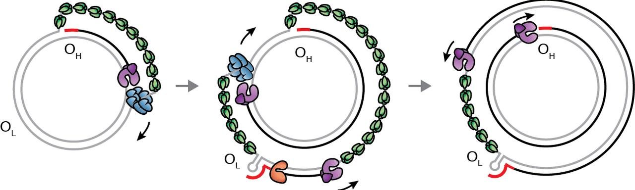 D-loop replication of a circular genome: synthesis starts at the heavy-strand origin OH and displaces the old strand, and once it reaches the light-strand origin OL that strand also begins synthesis