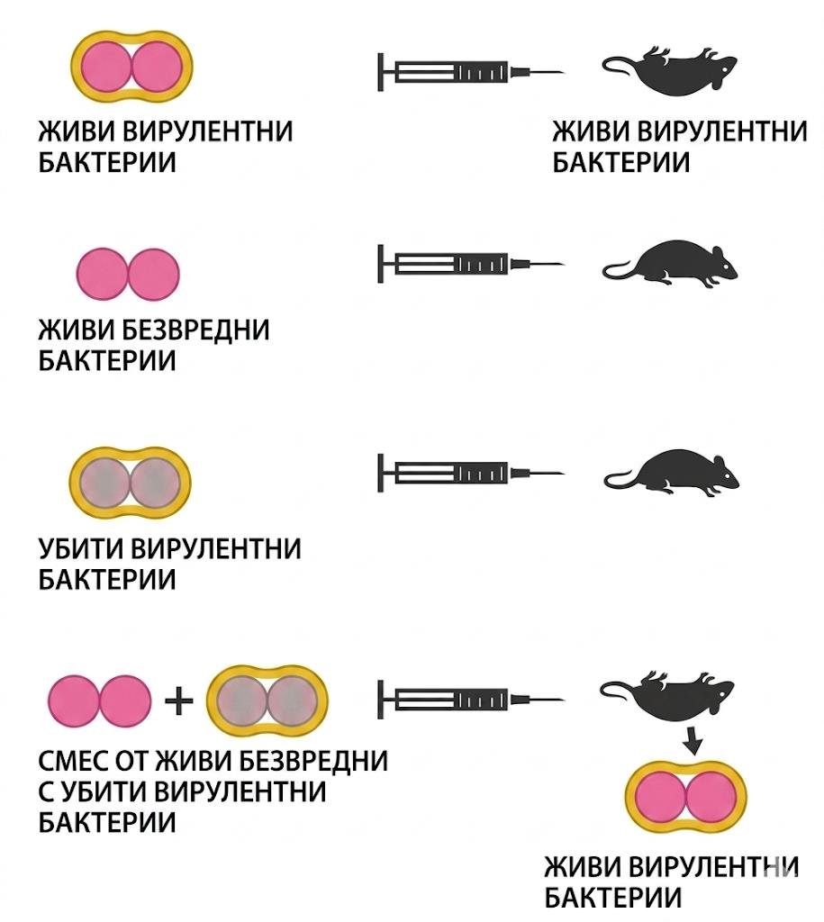 Griffith's transformation experiment: live virulent, live harmless and heat killed virulent bacteria injected separately are harmless, but a mixture of live harmless with killed virulent bacteria kills the mouse and yields live virulent bacteria