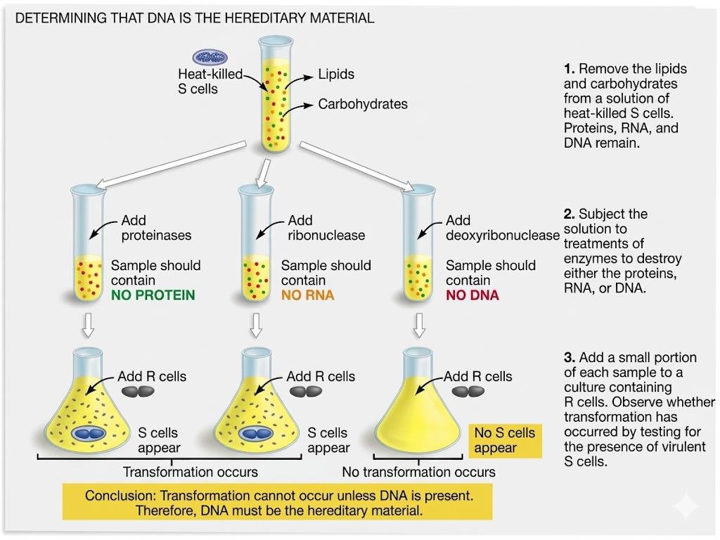 Avery, MacLeod and McCarty experiment: heat killed S cell extract treated with proteinase, ribonuclease or deoxyribonuclease then added to R cells, only the DNase treated sample fails to transform R cells to S cells