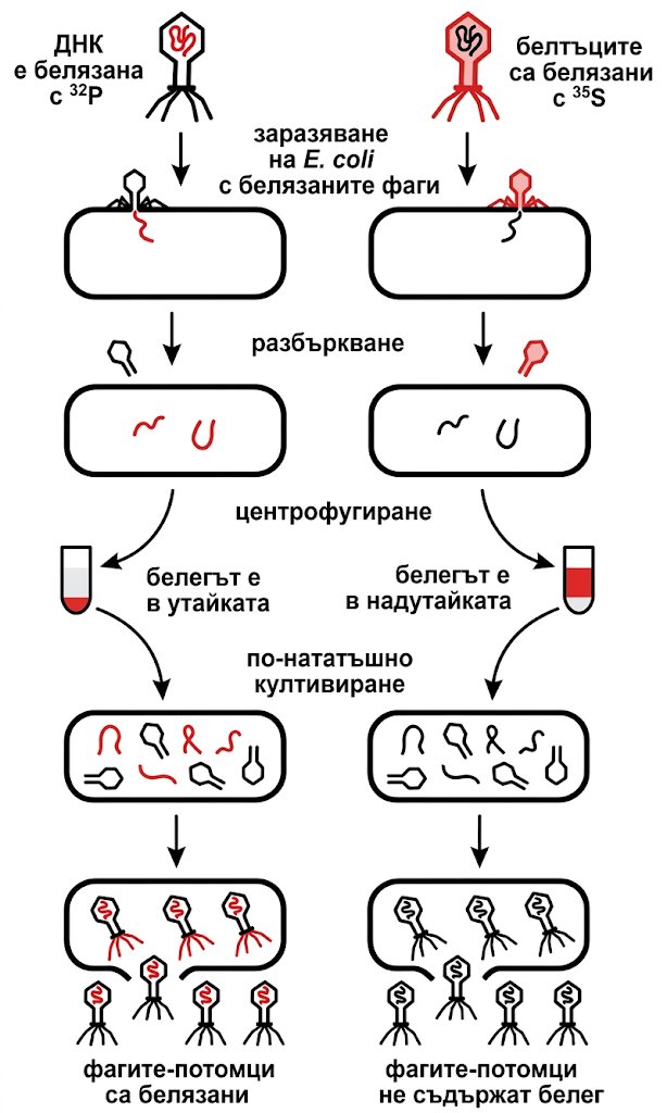 Hershey and Chase experiment: phage DNA labelled with 32P or phage protein labelled with 35S infecting E. coli, after blending and centrifugation only the 32P label pellets with the bacteria and appears in phage progeny