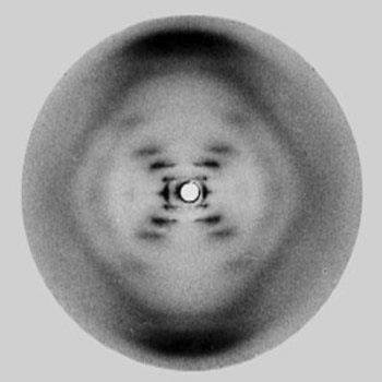 Rosalind Franklin's X-ray diffraction photograph of DNA, photo 51, showing the characteristic X shaped diffraction pattern of a helix