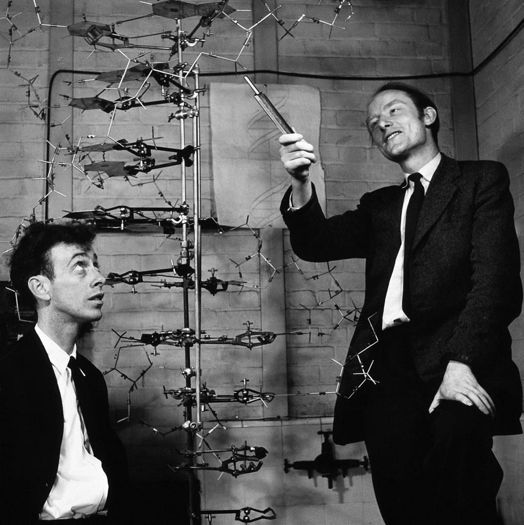 Watson and Crick standing beside their large physical model of the DNA double helix