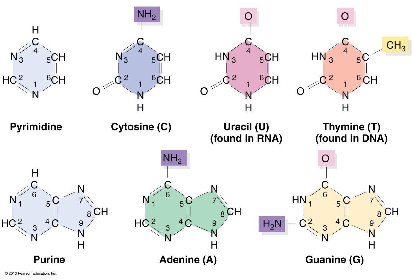 Structures of the pyrimidine and purine parent rings and the bases cytosine, uracil, thymine, adenine and guanine, with ring carbon and nitrogen positions numbered