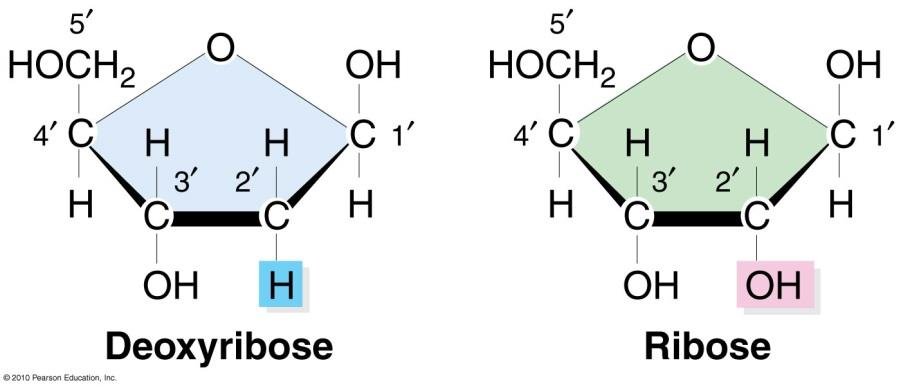 Deoxyribose and ribose pentose structures compared, carbons numbered 1' to 5', deoxyribose has H at the 2' position while ribose has OH