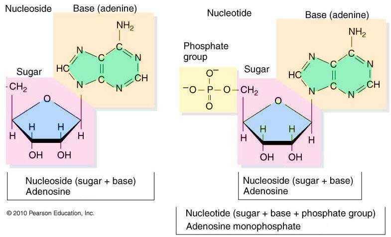 Formation of a nucleoside, adenine plus sugar giving adenosine, and a nucleotide, adding a phosphate group to give adenosine monophosphate