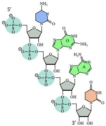 Polynucleotide chain of four nucleotides with 5' and 3' ends labelled, phosphates linking sugars by phosphodiester bonds, cytosine, guanine, adenine and thymine bases attached