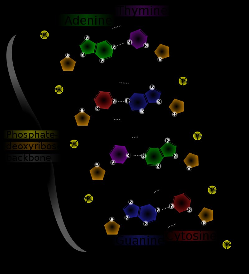 Complementary base pairing: adenine with thymine by two hydrogen bonds and guanine with cytosine by three hydrogen bonds, phosphate and deoxyribose backbone shown beside each base