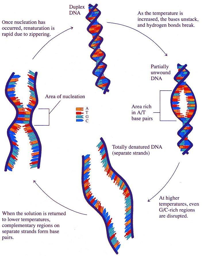 Cycle of DNA denaturation and renaturation: duplex DNA unwinds first in A/T rich areas, becomes partially then totally denatured into separate strands, and reanneals on cooling