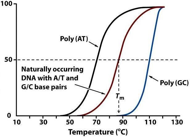 Melting curve of percent denatured DNA against temperature, poly AT melts at a lower temperature than poly GC, with Tm marked for naturally occurring DNA