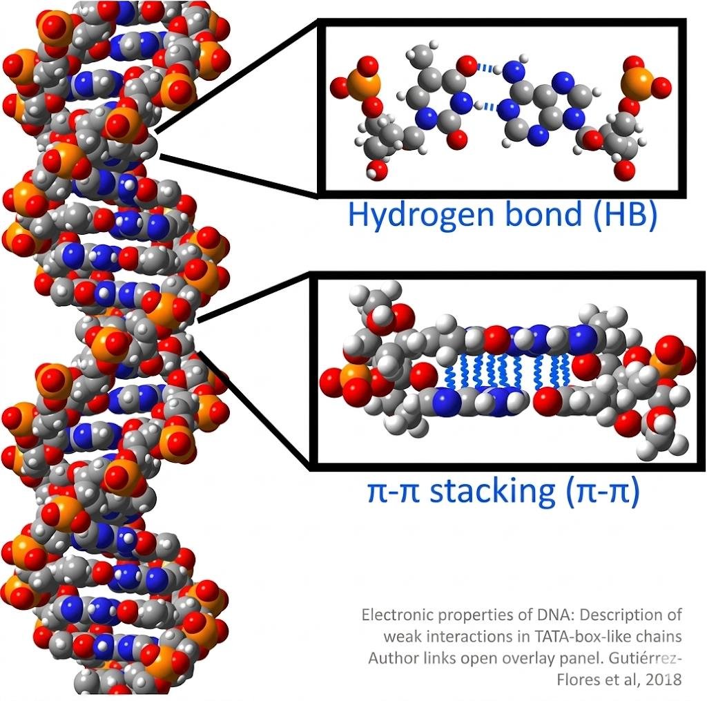 DNA helix with insets comparing a hydrogen bond between bases and pi-pi stacking between stacked base pairs, ball and stick models