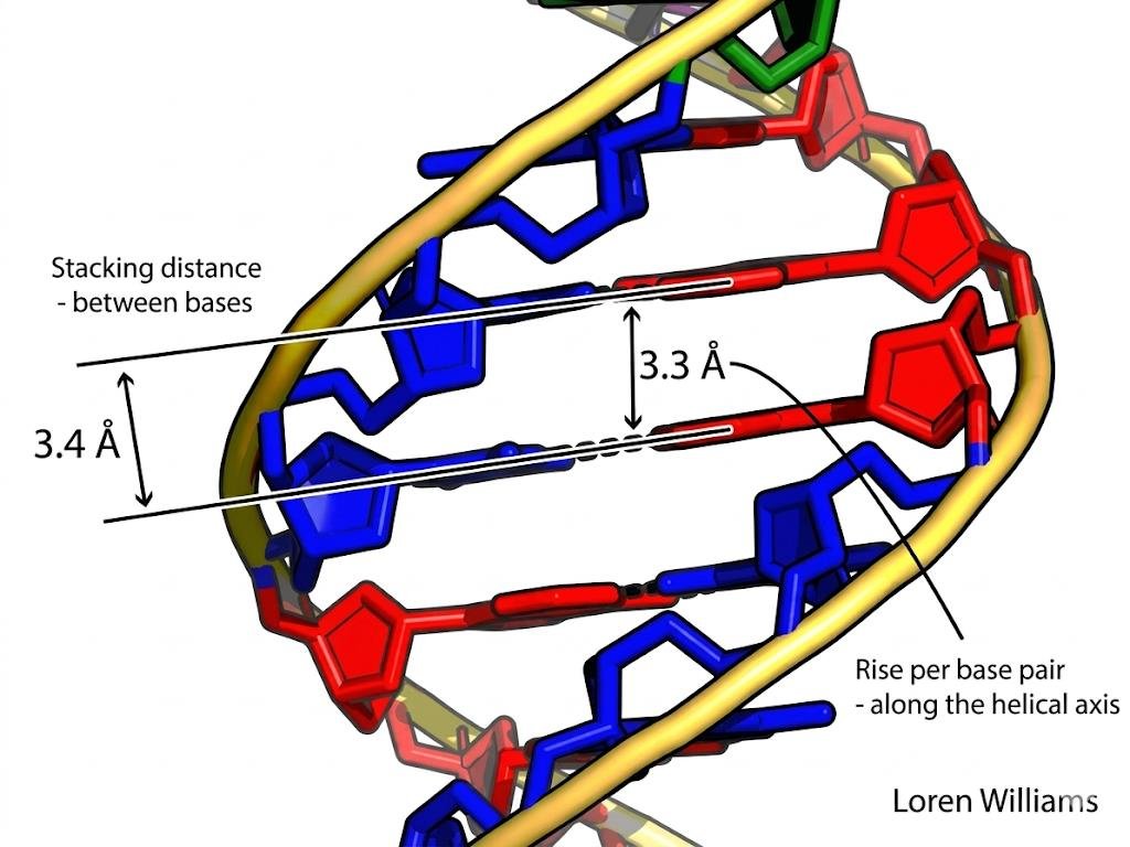 Stacked base pairs along a DNA helix with the stacking distance between bases, 3.3 angstrom, and the rise per base pair along the helical axis, 3.4 angstrom, both marked