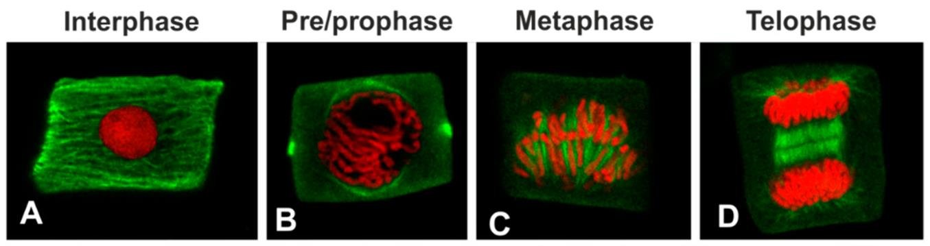 Dividing plant cells with DNA stained red by propidium iodide and tubulin labelled green through interphase, prophase, metaphase and telophase