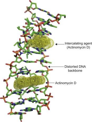 Actinomycin D, yellow, intercalated between stacked bases in a DNA double helix, distorting the sugar-phosphate backbone