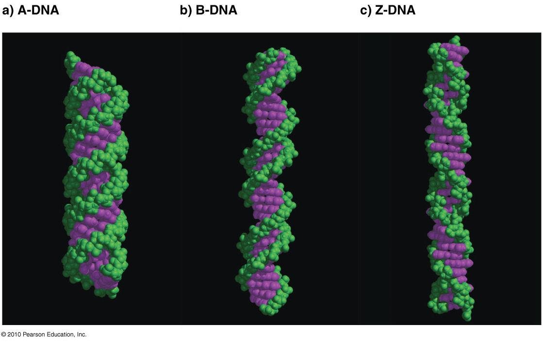Space filling models comparing A DNA, B DNA and Z DNA helices, purple bases and green backbone
