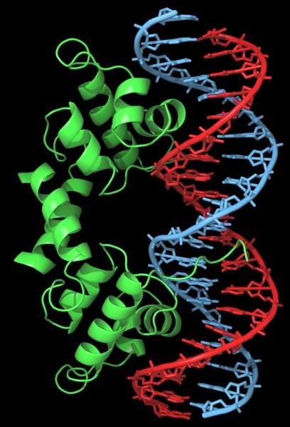 A protein with several alpha helices, green, bound along a DNA double helix, backbone blue, bases red