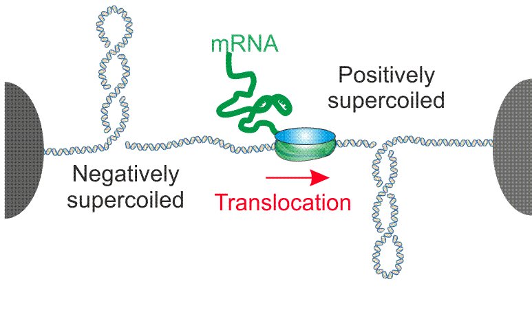 DNA fibre anchored at both ends, negatively supercoiled loops behind a translocating complex and positively supercoiled loops ahead of it, with mRNA emerging