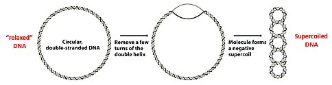 Relaxed circular double stranded DNA, removing turns of the double helix locally unwinds it and forms a negatively supercoiled molecule