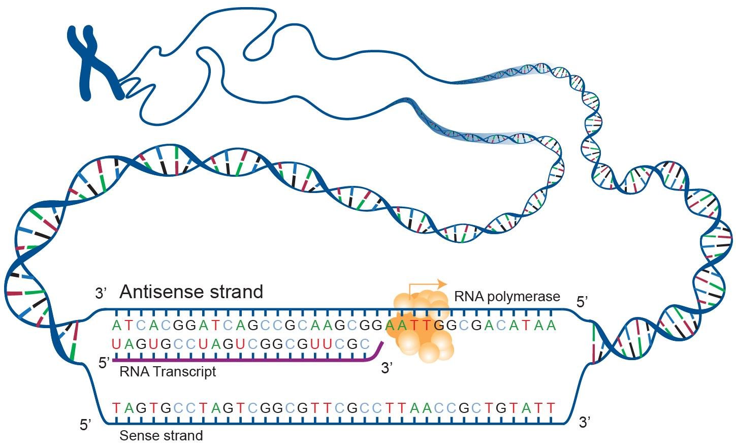 A gene loop of chromatin opened to show the antisense and sense strands of DNA, RNA polymerase synthesising an RNA transcript complementary to the antisense strand
