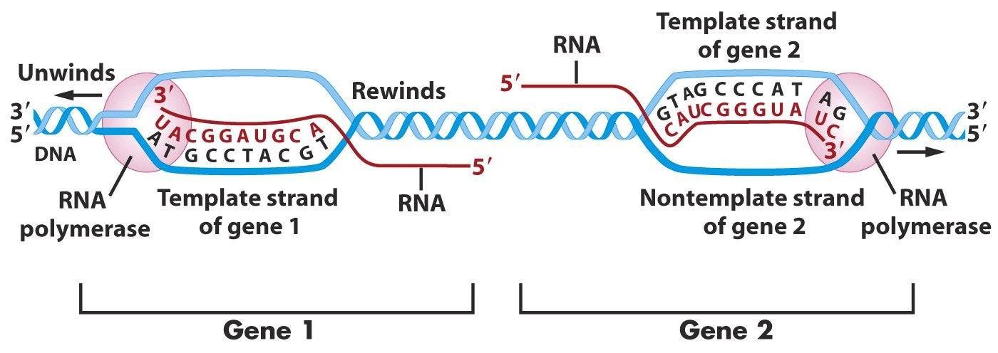 Two adjacent genes on the same DNA molecule using opposite strands as template, gene 1 using the lower strand and gene 2 the upper strand, unwinding and rewinding as RNA polymerase passes