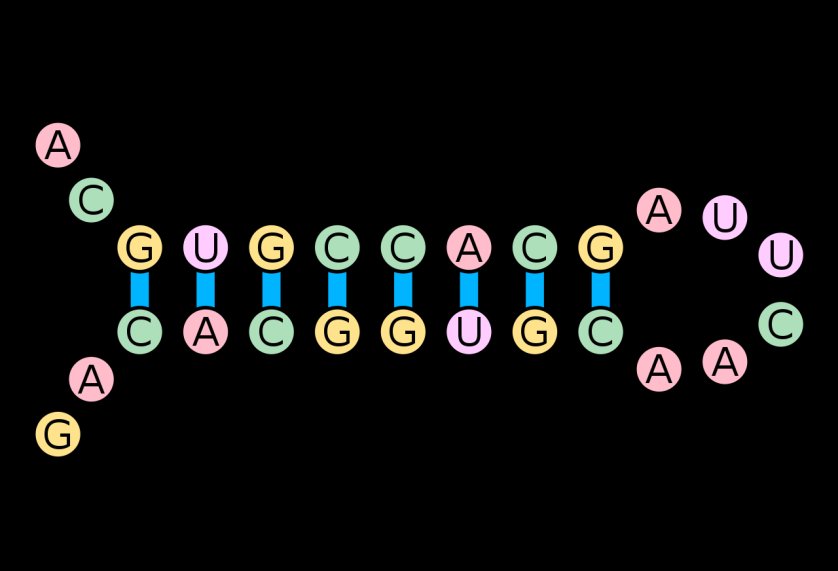 A single RNA strand folded back on itself into a stem loop, a paired stem of complementary bases and an unpaired loop of unpaired bases