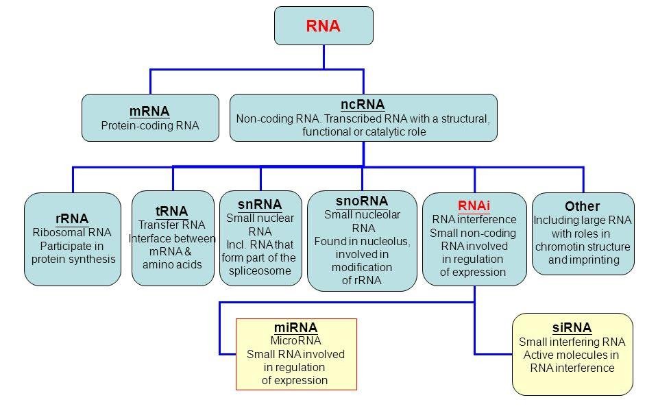 Classification chart of RNA types: mRNA and non-coding RNA branching into rRNA, tRNA, snRNA, snoRNA, RNAi with miRNA and siRNA, and other regulatory RNAs