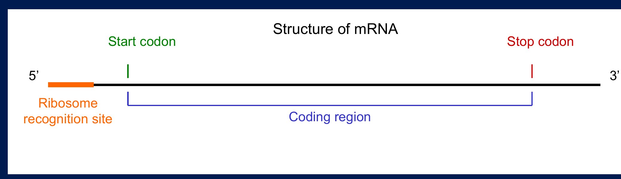 Structure of mRNA from 5' to 3' end: ribosome recognition site, start codon, coding region and stop codon marked along the transcript