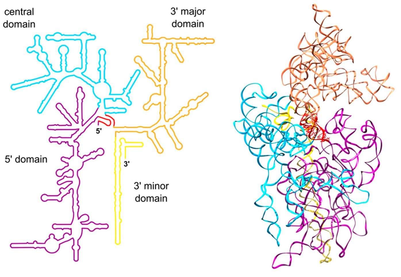 Secondary structure of ribosomal RNA folded into 5' domain, central domain, 3' major domain and 3' minor domain, alongside the matching three dimensional fold